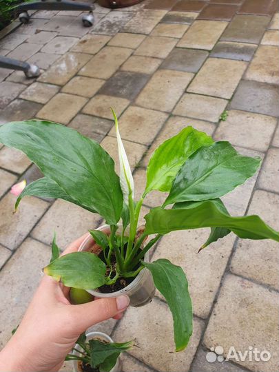 Спатифиллум цветет