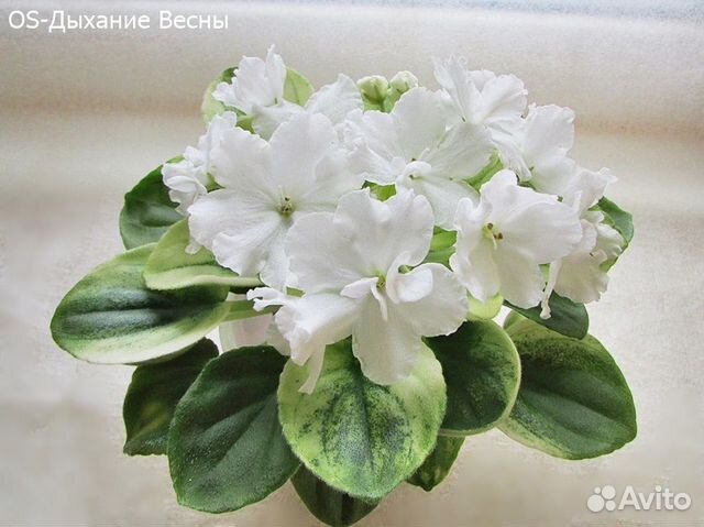 Дыхание весны фиалка. Os-дыхание весны фиалка. Дыхание весны фиалка. Os дыхание весны фиалка фото. Фиалка os дезире.