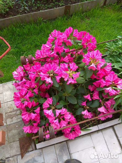 Рододендрон