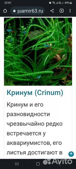 Водоросли и мистус(сом)