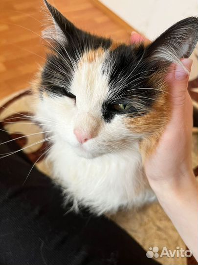 Кошечка
