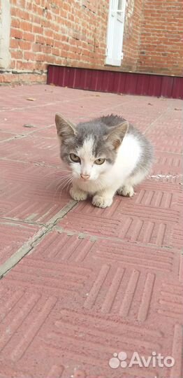 Отдам бесплатно животные