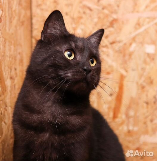 Ласковый кот Тимоша ищет дом