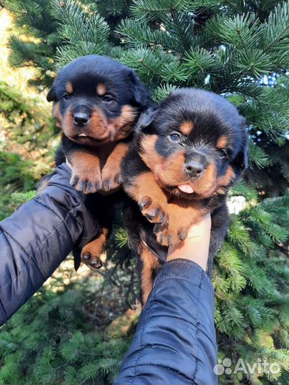 Щенки ротвейлера