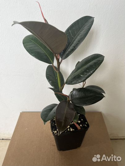 Фикус эластика Робуста