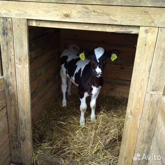 Бычки телки продажа