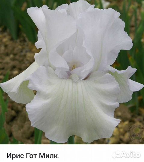 Ирис бородатый