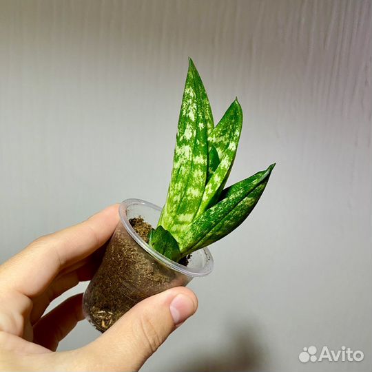 Сансевиерия сортовая