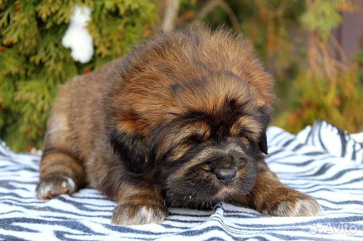 Тибетский мастиф щенки