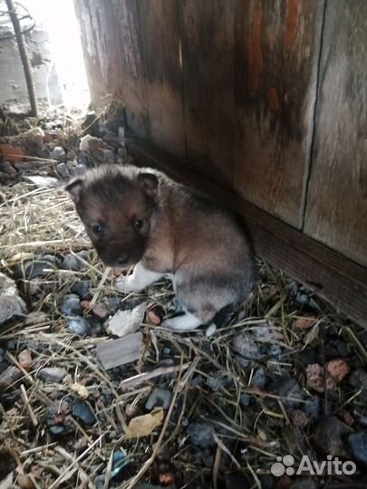 Щенок в добрые руки бесплатно