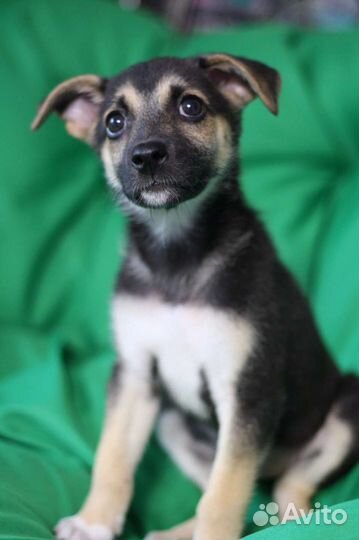 Джесси щенок в добрые руки бесплатно