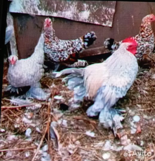 Домашние куры и цыплята