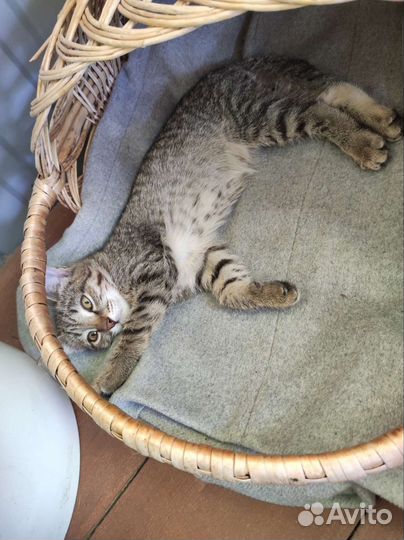 Котёнок