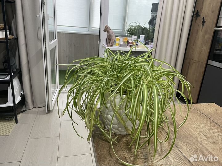 Хлорофитум