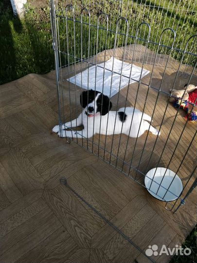 Клетка вольер для собак