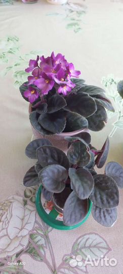 Фиалка в горшках