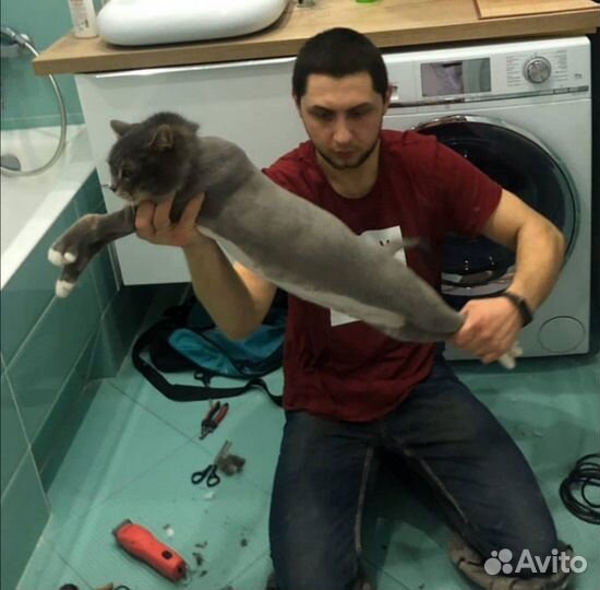 Стрижка кошек и котов без наркоза