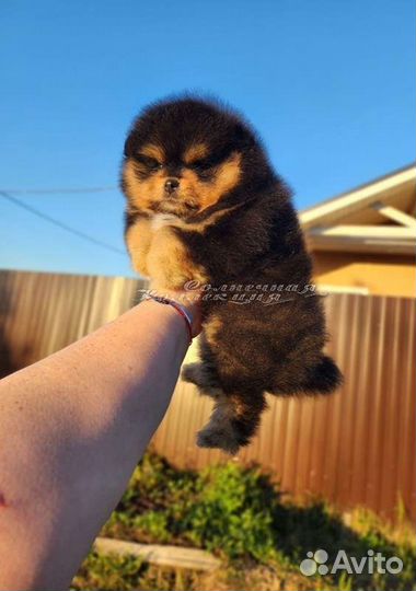 Шпиц померанский девочка из племенного питомника