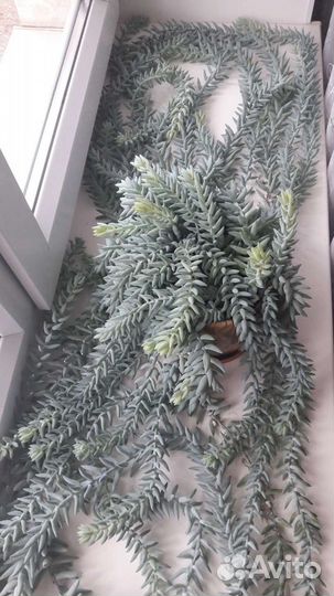 Кактус кошачьи лапки