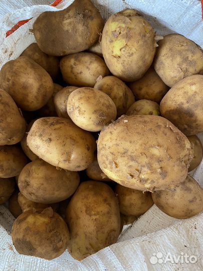 Свежий Картофель
