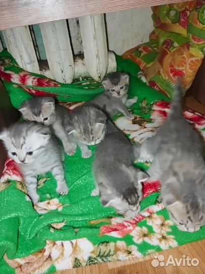Продам шотландских котят