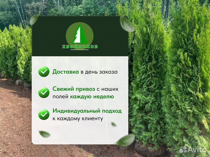 Туя Смарагд / Сирень / Черемуха