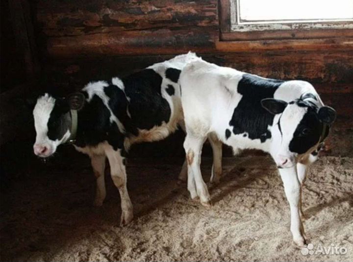 Телята бычки