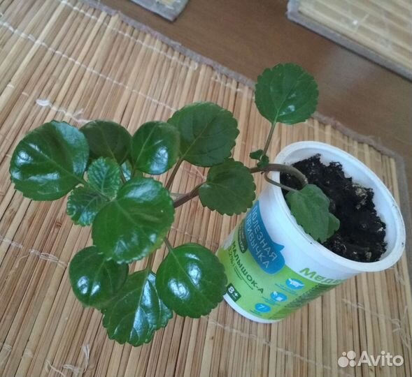 Комнатные растения и цветы