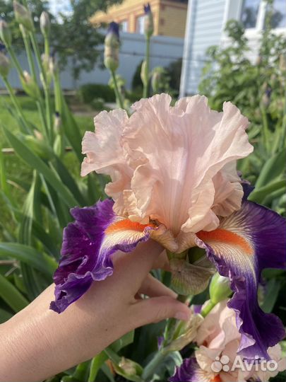 Ирисы бородатые сортовые