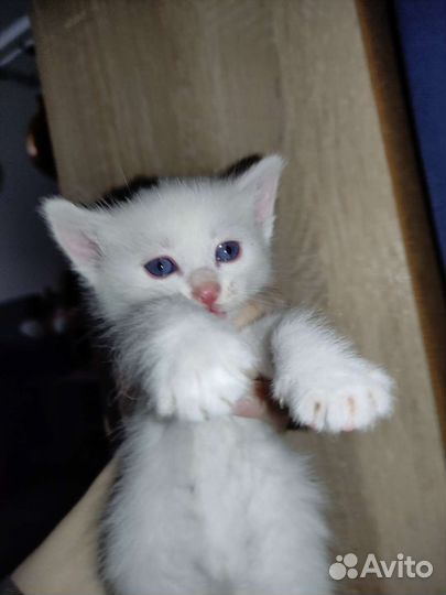 Котята турецкой ангоры