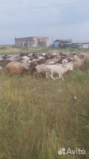 Овцы бараны