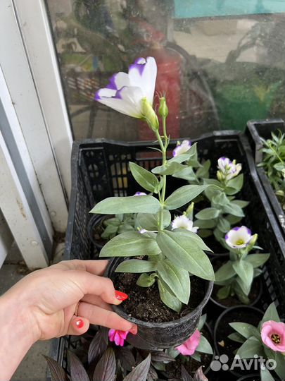 Эустома рассада