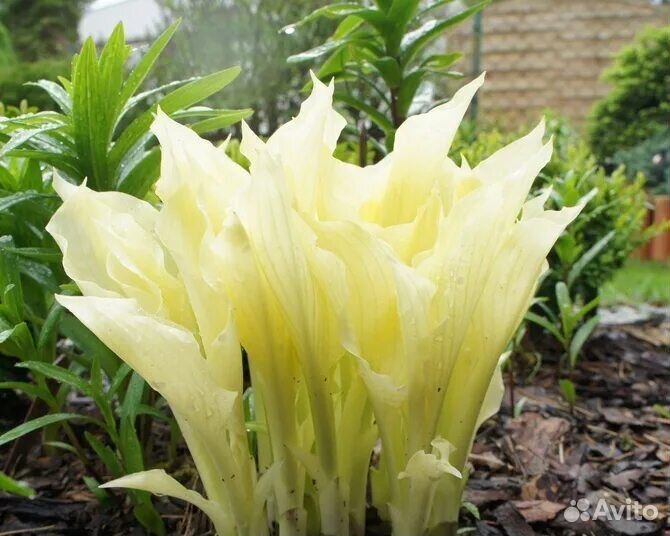 Кустарники,многолетники,цветы,розы,гортензии