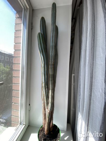 Кактус, 120 см (высота растения)
