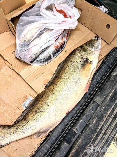 Свежая рыба, судак