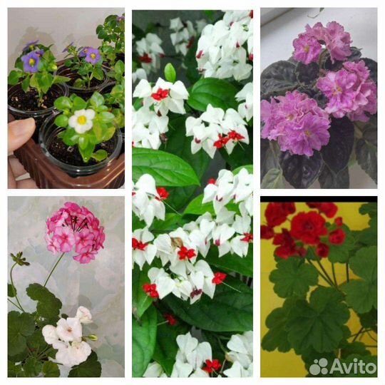 Сенполии, Пеларгонии, Экзакум