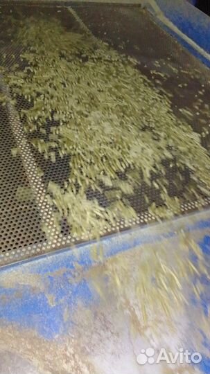 Овес+ люцерна