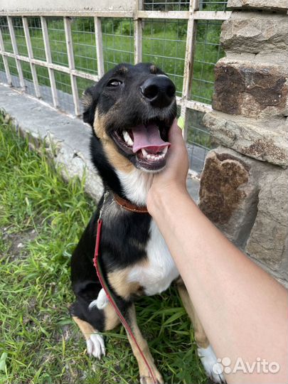 Ищем семью для Айзы