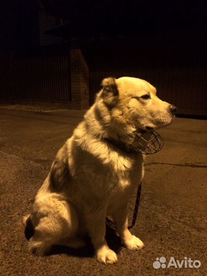 Алабай (вязка)