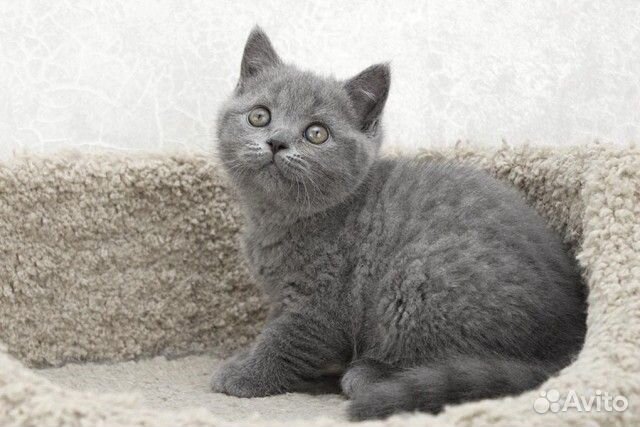 Британские котята