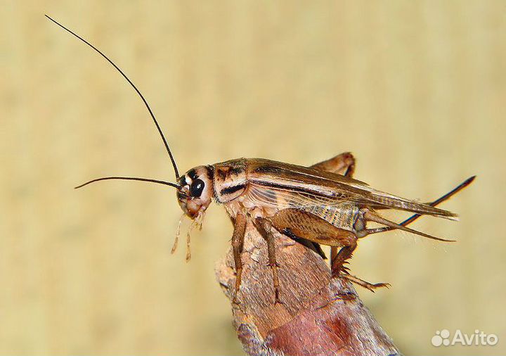 Кормовые насекомые для Рептилий \ Членистоногих