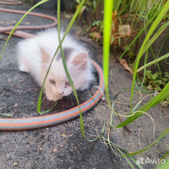 Белый пушистик ищет себе хозяина