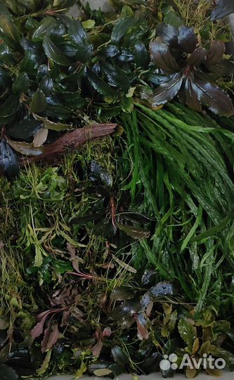 Буцефоландры набор