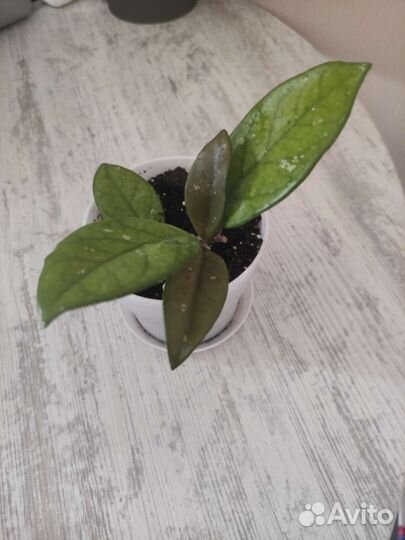 Фикус и хойя