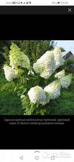 Гортензия метельчатая
