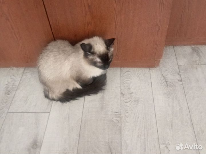 Невская маскарадные котята