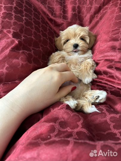 Щенки мальтипу f1 мини