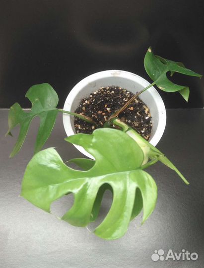 Монстера минима / рафидофора тетрасперма