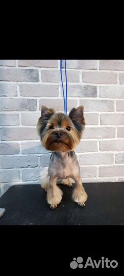 Йоркширский терьер