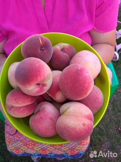 Саженцы Орловские